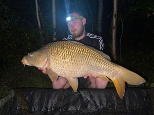 Common Carp