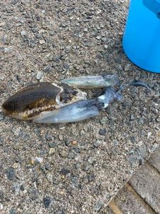 European Squid
