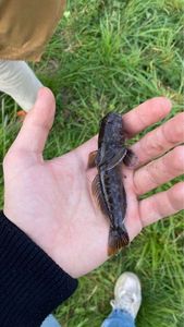 Round Goby