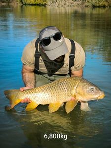 Common Carp
