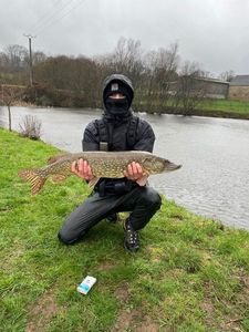 Northern Pike