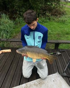 Mirror Carp