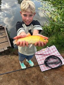 Tench