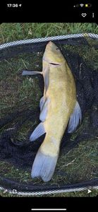 Tench