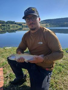 Golden Trout