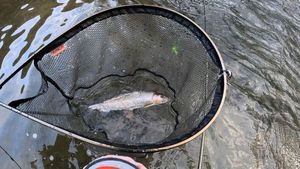 Grayling