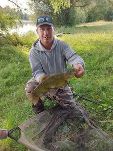 Tench
