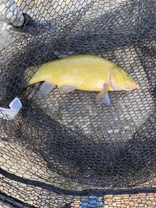 Tench