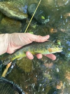 Brown Trout