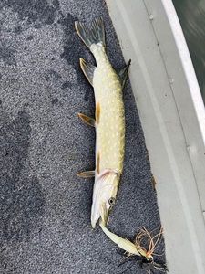 Northern Pike