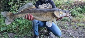 Zander