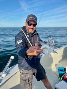 European Bass (Seabass)