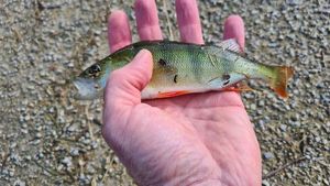 European Perch