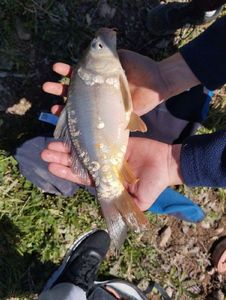 Mirror Carp