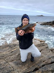 Ballan Wrasse