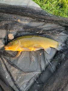 Tench