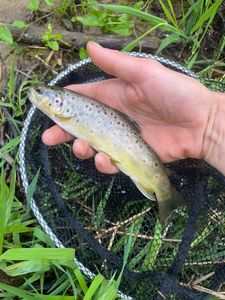 Brown Trout