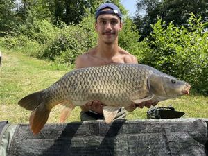 Common Carp