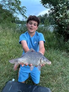 Common Carp