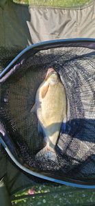 Common Bream