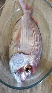 Red Porgy