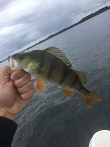 European Perch