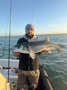 European Bass (Seabass)