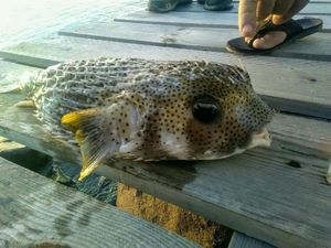 Spot-Fin Porcupinefish