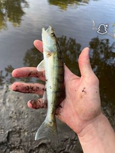 Zander