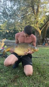 Common Carp
