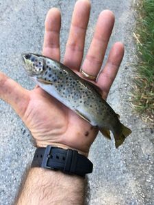 Brown Trout