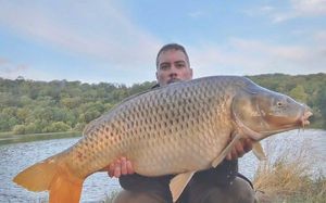 Common Carp