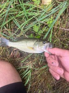 Smallmouth Bass