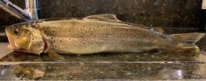 Brown Trout