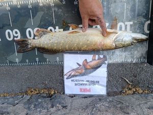 Northern Pike
