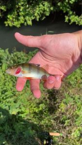 Yellow Perch