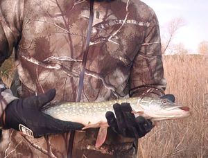 Northern Pike