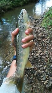 Brown Trout