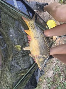 Mirror Carp