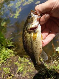 Largemouth Bass