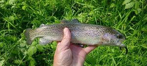 Rainbow Trout