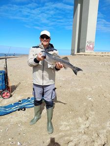European Bass (Seabass)