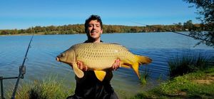Common Carp