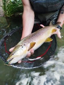 Brown Trout
