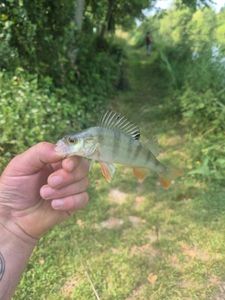 European Perch