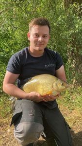 Common Bream