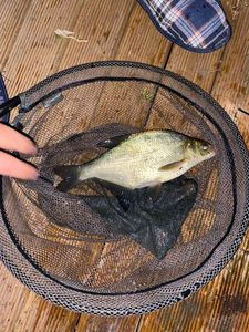 Common Bream