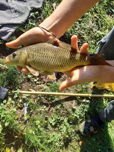 Common Carp