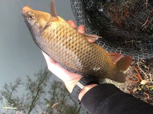 Common Carp