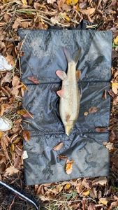 Barbel